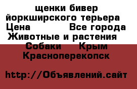 щенки бивер йоркширского терьера › Цена ­ 8 000 - Все города Животные и растения » Собаки   . Крым,Красноперекопск